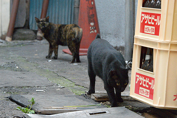 街のねこたち