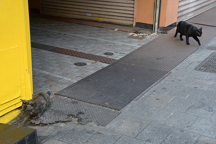 街のねこたち