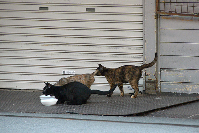 街のねこたち