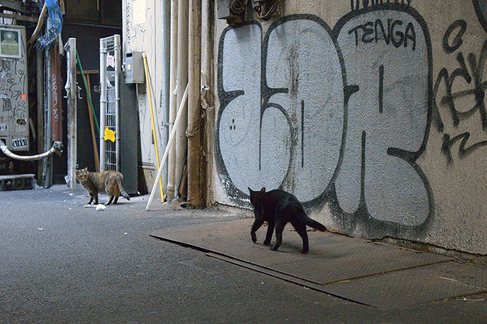 街のねこたち