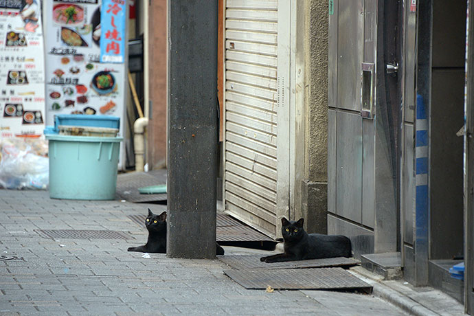 街のねこたち