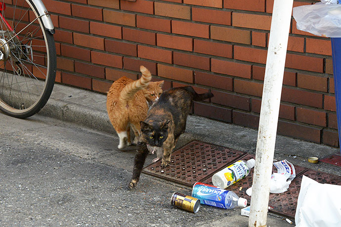 街のねこたち