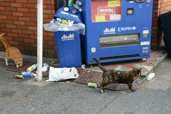 街のねこたち