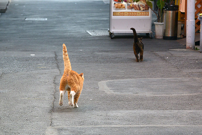 街のねこたち