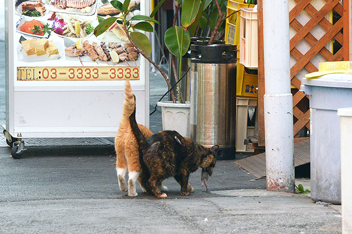 街のねこたち