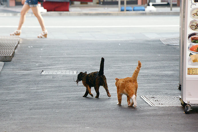 街のねこたち