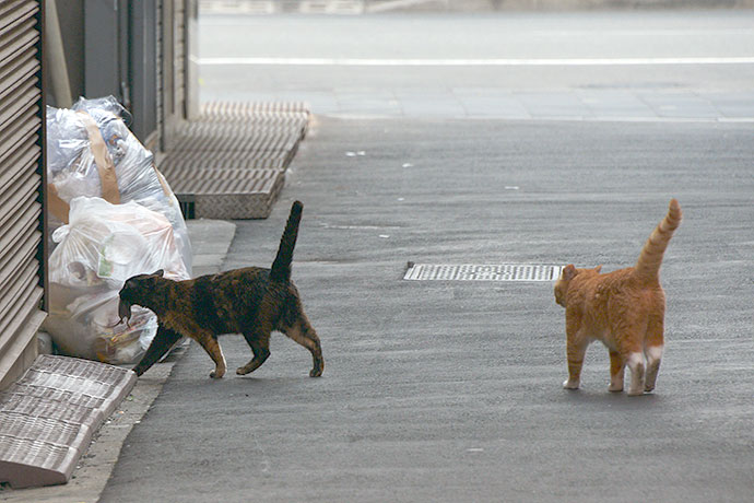 街のねこたち