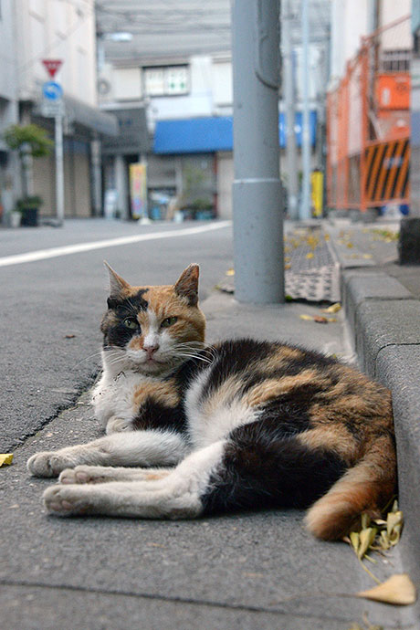街のねこたち