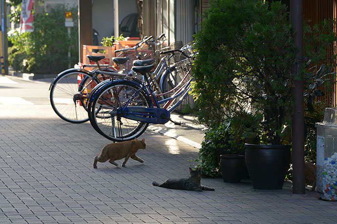 街のねこたち
