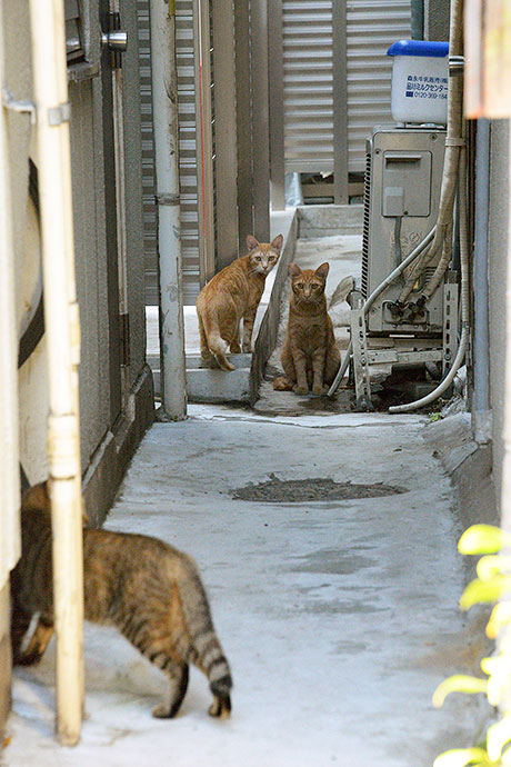 街のねこたち