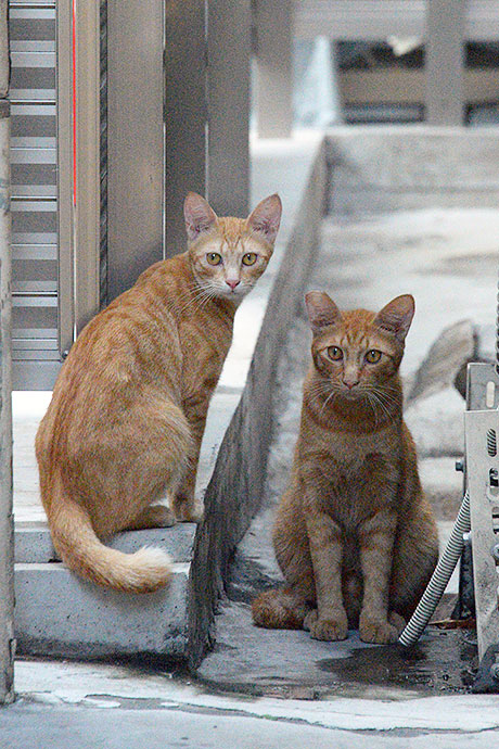 街のねこたち