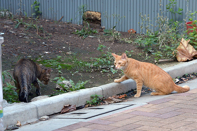 街のねこたち