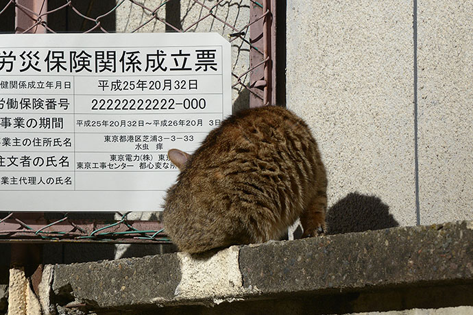 街のねこたち