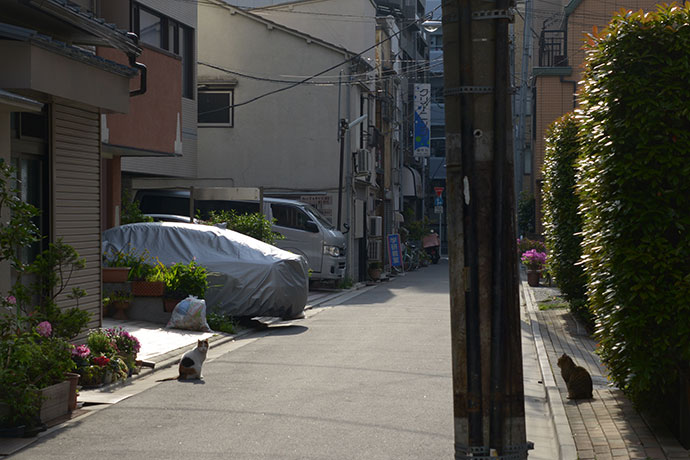 街のねこたち