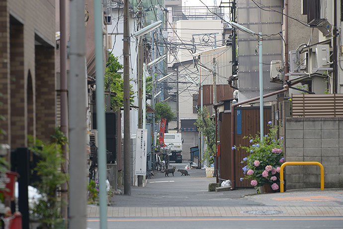 街のねこたち