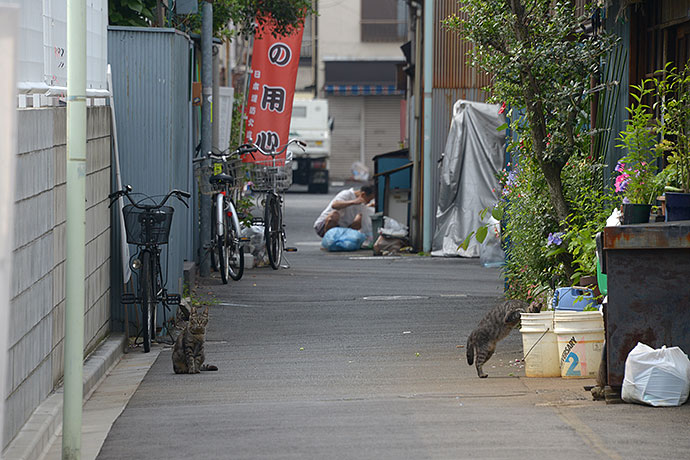 街のねこたち