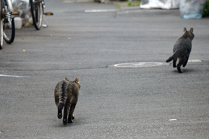 街のねこたち