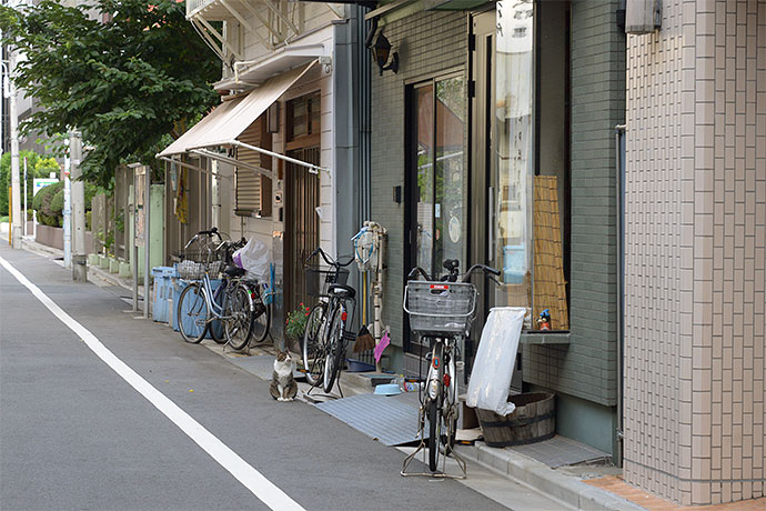 街のねこたち