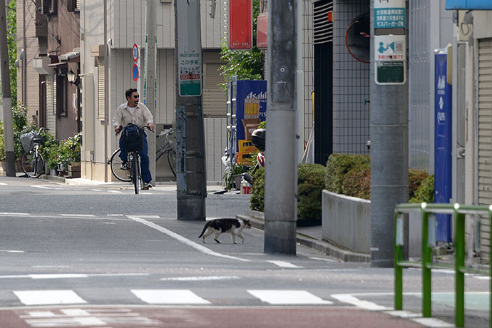 街のねこたち