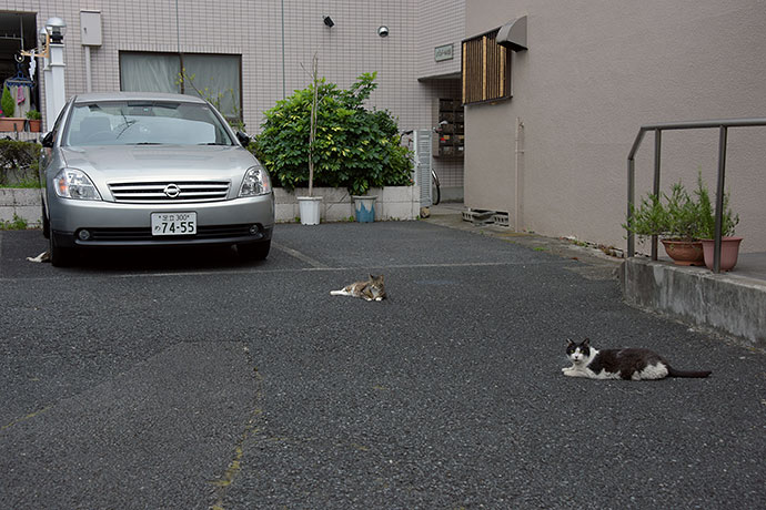 街のねこたち