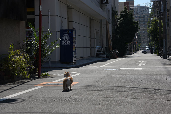 街のねこたち