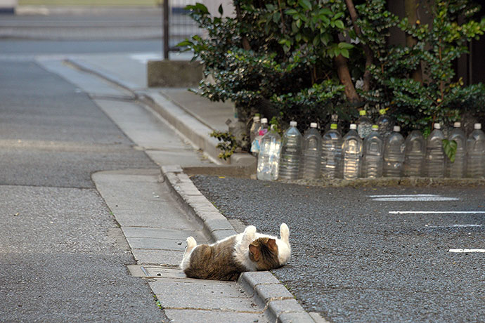街のねこたち
