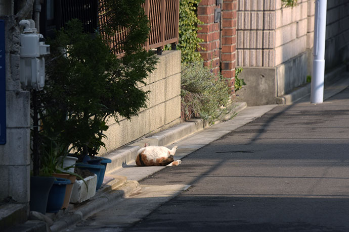 街のねこたち