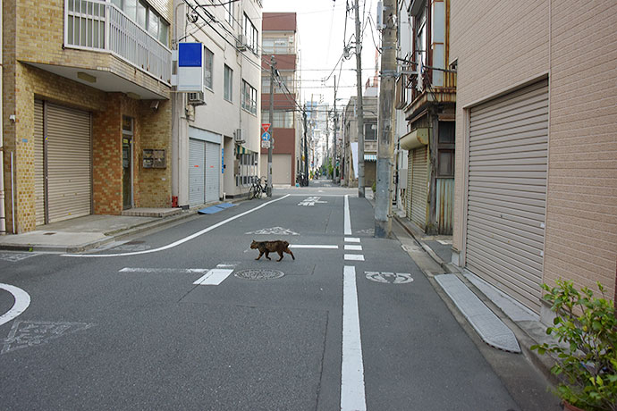 街のねこたち