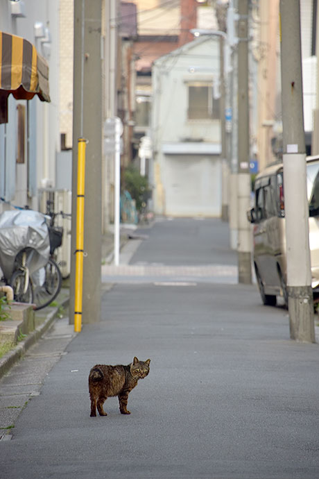 街のねこたち