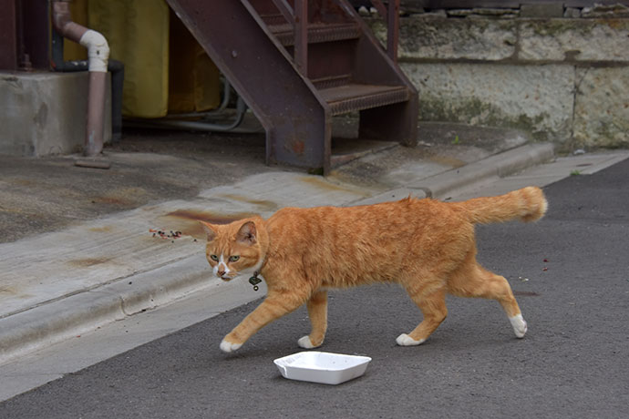 街のねこたち