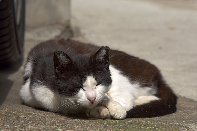 街のねこたち