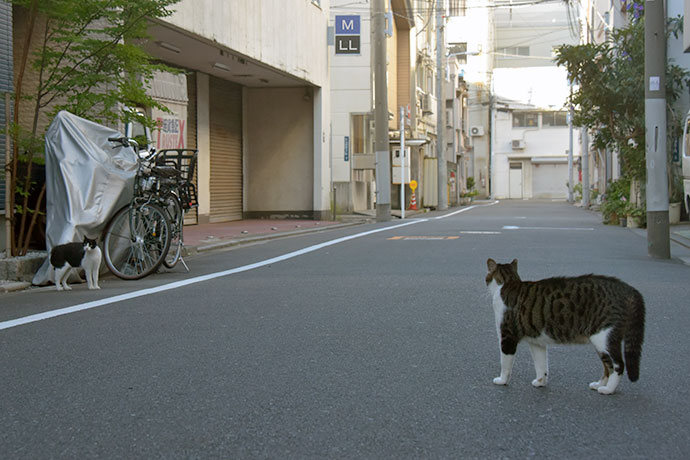 街のねこたち