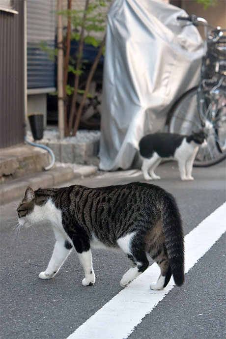 街のねこたち