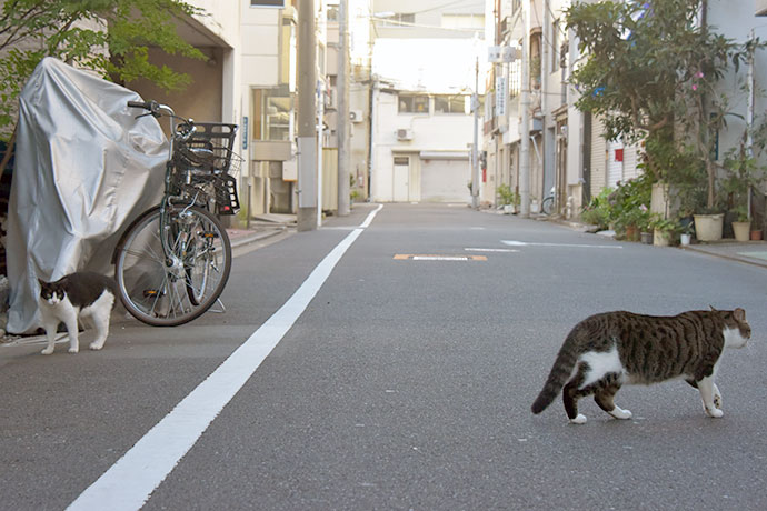 街のねこたち