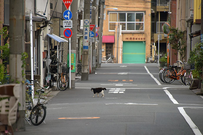 街のねこたち