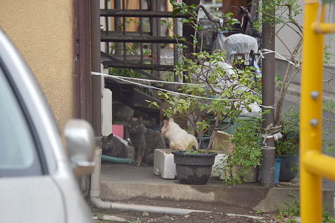 街のねこたち