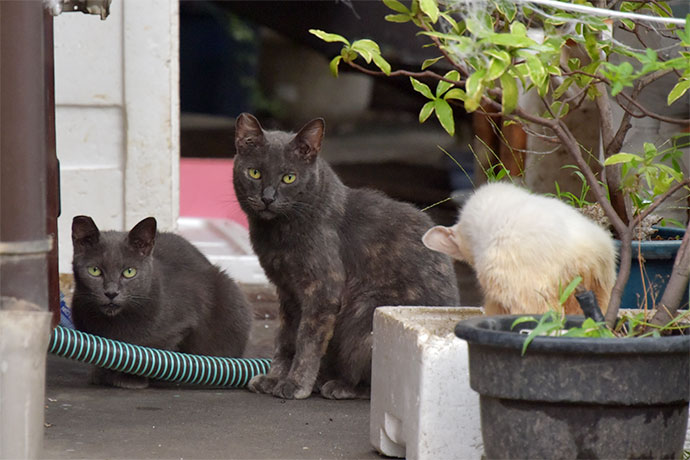 街のねこたち