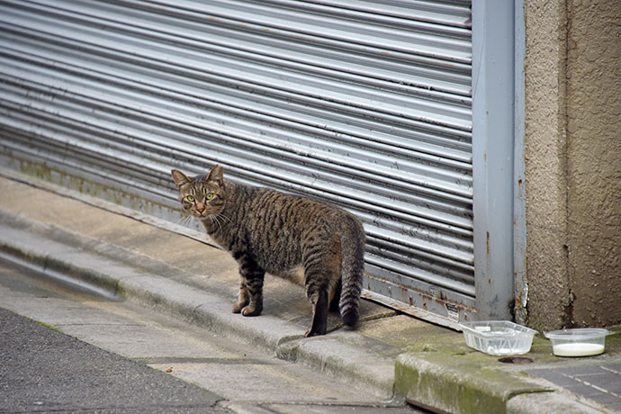 街のねこたち