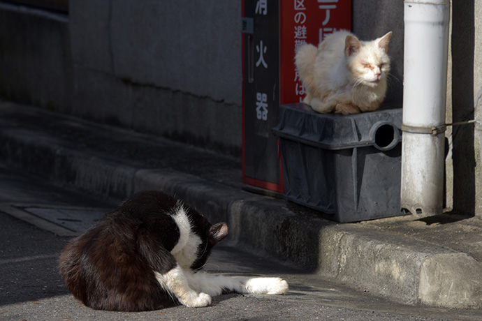 街のねこたち