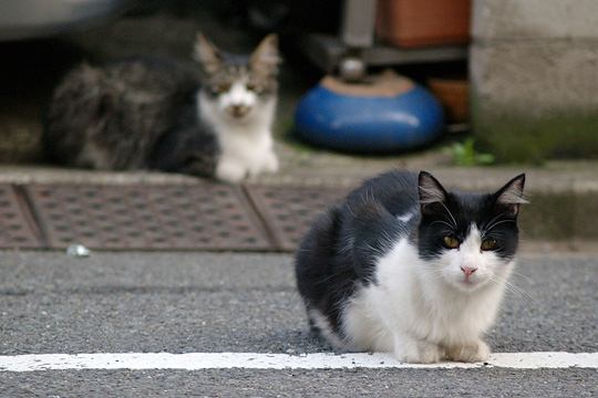 街のねこたち