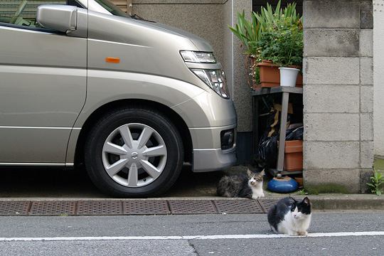 街のねこたち