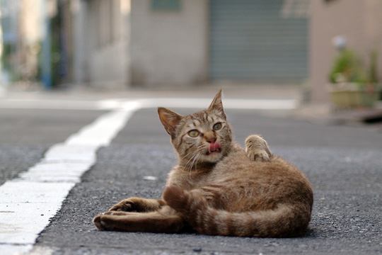 街のねこたち