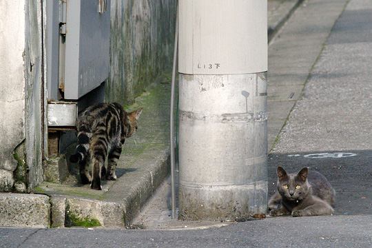 街のねこたち