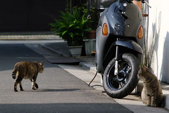 街のねこたち