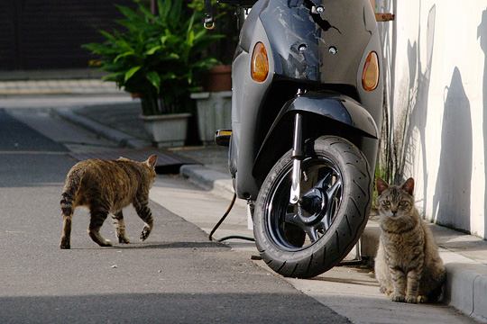 街のねこたち