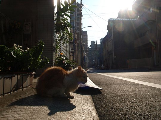 街のねこたち