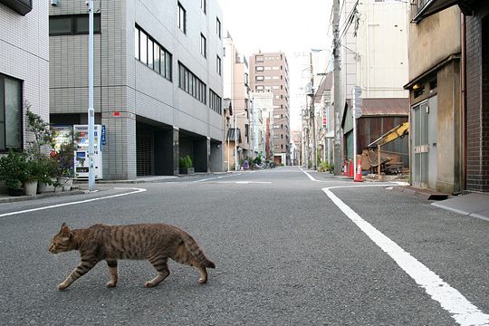 街のねこたち