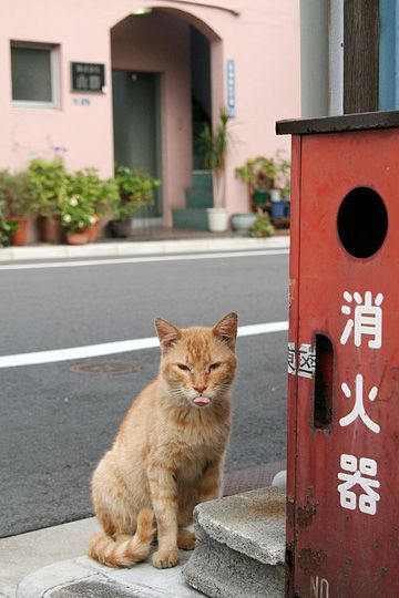 街のねこたち