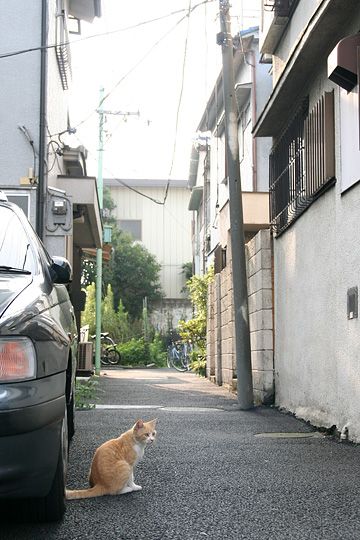 街のねこたち