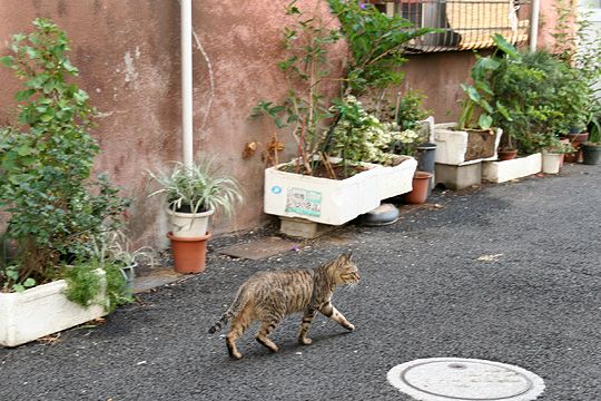 街のねこたち